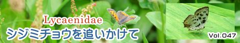 シジミチョウを追いかけて
