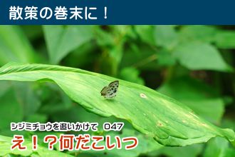 シジミチョウを追いかけて