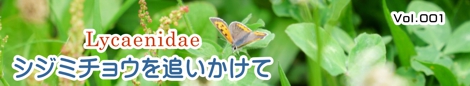 シジミチョウを追いかけて