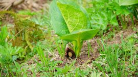 �U�[���\�E