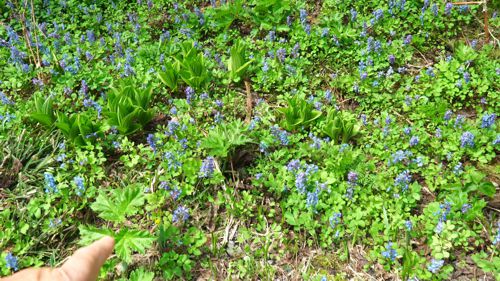 �n�i�}���o�`��