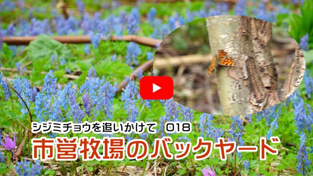 �s�c�q��̃o�b�N���[�h