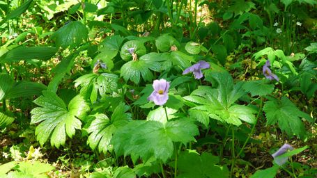 �V���l�A�I�C