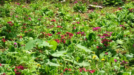 �N�����\�E