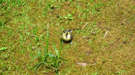 �؂��痎���Ă����q�i