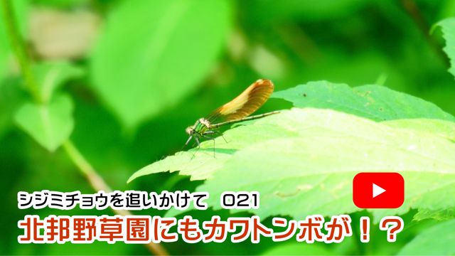 �k�M�쑐���ɂ��J���g���{���I�H