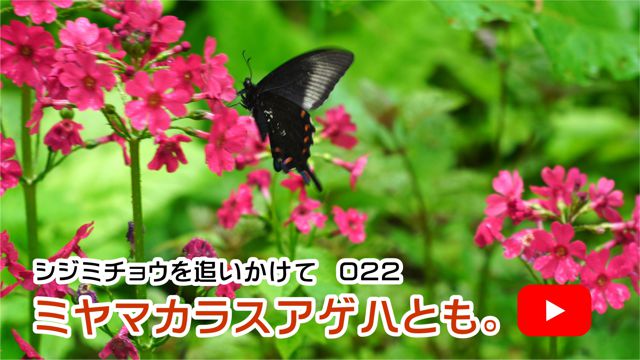 �~���}�J���X�A�Q�n�Ƃ��B