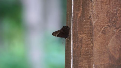 �N���q�J�Q