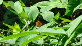 �E���M���q���E����