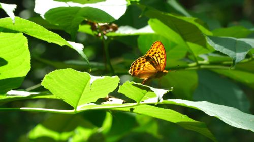 �E���M���q���E����