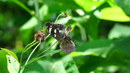 �C�`�����W�`���E