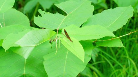 �J���g���{