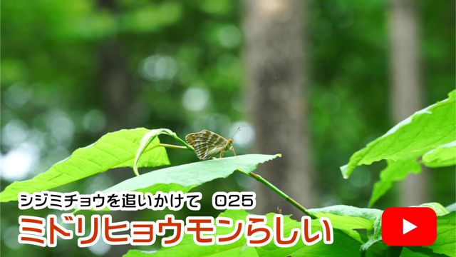 �~�h���q���E�����炵��