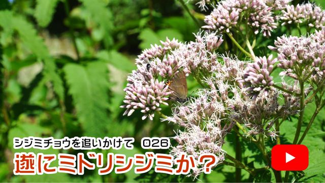 ���Ƀ~�h���V�W�~���H