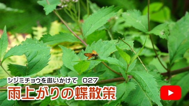 �J�オ��̒��U��