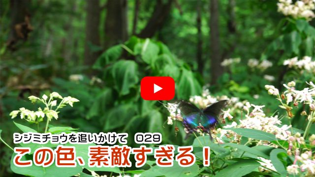 ���̐F�A�f�G������I