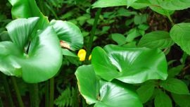 �R�E�z�l�̉�