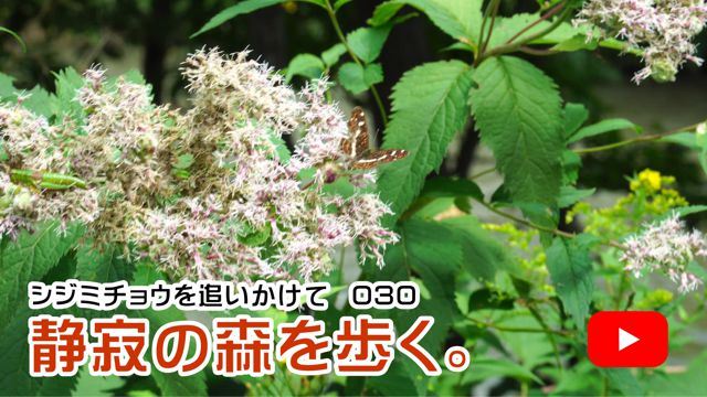 �Î�̐X�����