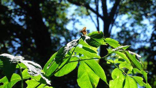 �q���E�����`���E���~�܂�