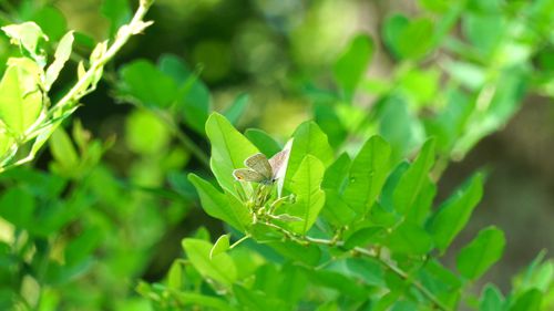 �c�o���V�W�~