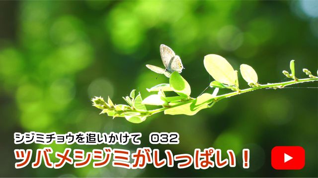 �c�o���V�W�~�������ς��I