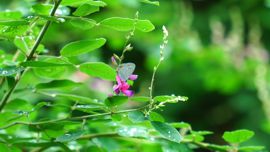 �c�o���V�W�~