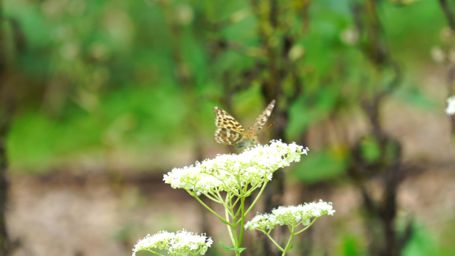 �q���E�����`���E