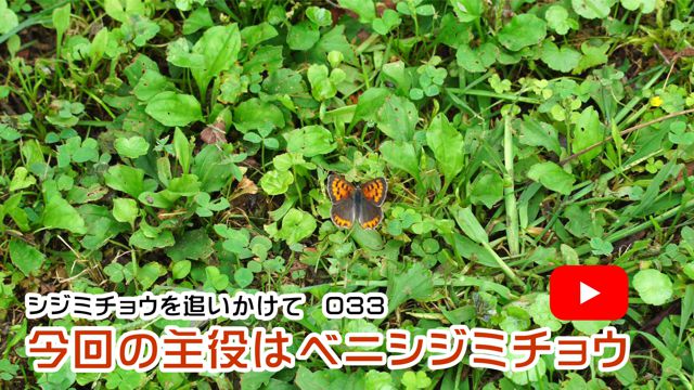 ����̎���̓x�j�V�W�~�`���E