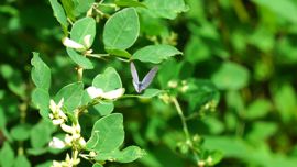 �c�o���V�W�~