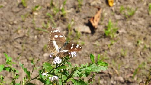 �C�`�����W�`���E