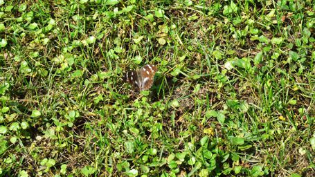 �C�`�����W�`���E