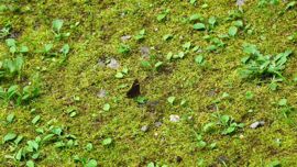 �N���q�J�Q