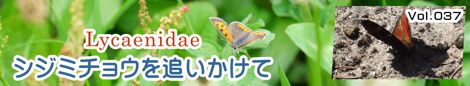 シジミチョウを追いかけて