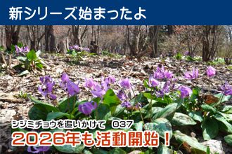 シジミチョウを追いかけて