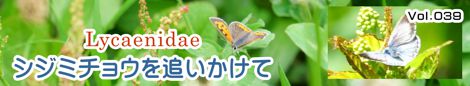 シジミチョウを追いかけて