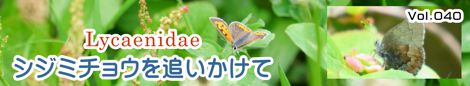 シジミチョウを追いかけて