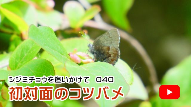 ���Ζʂ̃R�c�o��