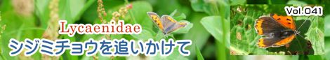 シジミチョウを追いかけて