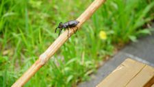 ヤマキマダラヒカゲ