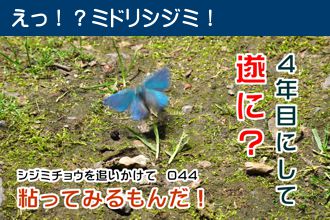 シジミチョウを追いかけて