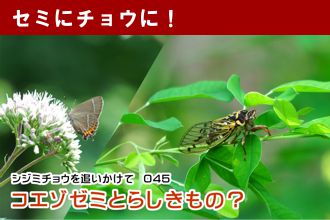 コエゾゼミとらしきもの？