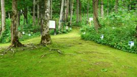 �΂��Z��