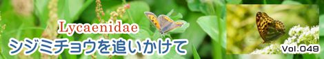 シジミチョウを追いかけて