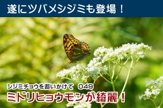 シジミチョウを追いかけて