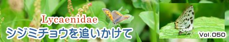 シジミチョウを追いかけて