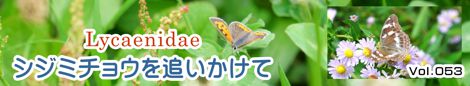 シジミチョウを追いかけて