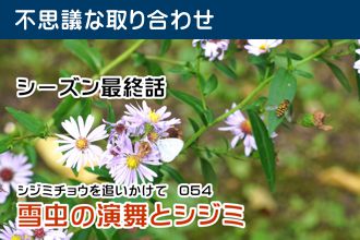 シジミチョウを追いかけて