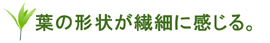 葉の形状が繊細に感じる。