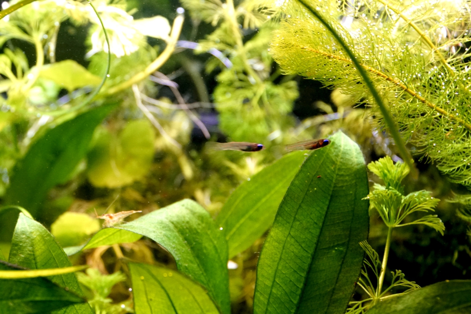 ダッチアクアリウム オランダ式水槽 北国に合う水中ガーデン Aquarium 水草