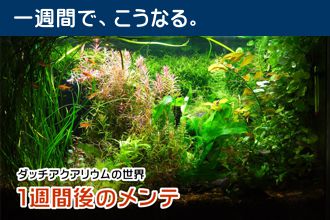 ダッチアクアリウムの世界